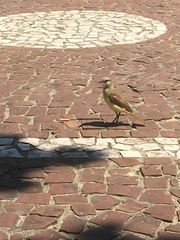 Machetornis rixosa
