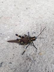 Chromacris speciosa