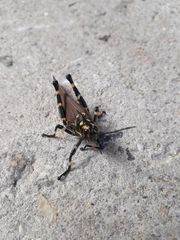 Chromacris speciosa