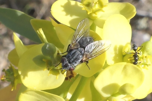 Eumeella perdives