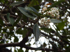 Syzygium glaucum