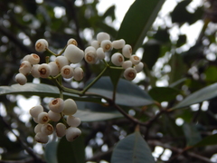 Syzygium glaucum