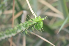 Canthium coromandelicum