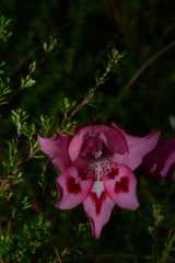Gladiolus crispulatus