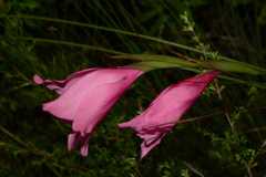 Gladiolus crispulatus