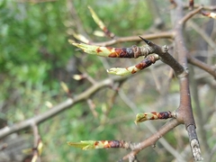 Pyrus cordata