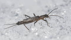 Allocapnia minima