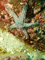 Astropecten polyacanthus