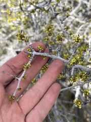 Pseudoziziphus parryi