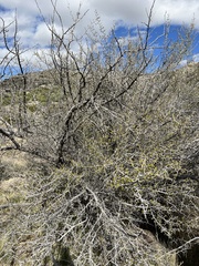 Pseudoziziphus parryi