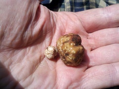 Tuber gibbosum