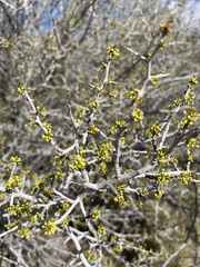 Pseudoziziphus parryi