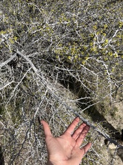 Pseudoziziphus parryi