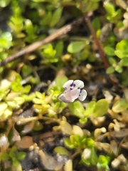 Lindernia grandiflora