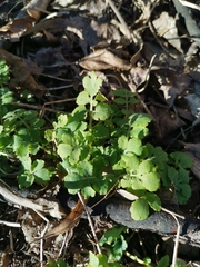Chelidonium majus