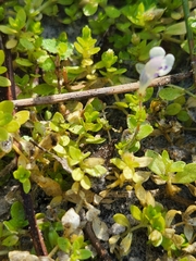 Lindernia grandiflora