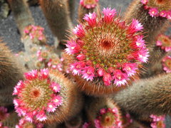 Mammillaria spinosissima