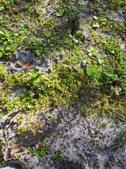 Lindernia grandiflora