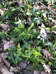 Vinca minor