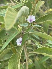 Ipomoea eriocarpa