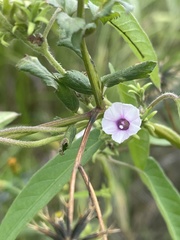 Ipomoea eriocarpa