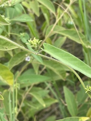 Ipomoea eriocarpa