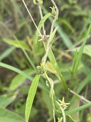 Ipomoea eriocarpa