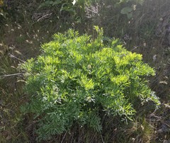 Lomatium suksdorfii