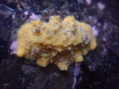 Sclerodoris apiculata