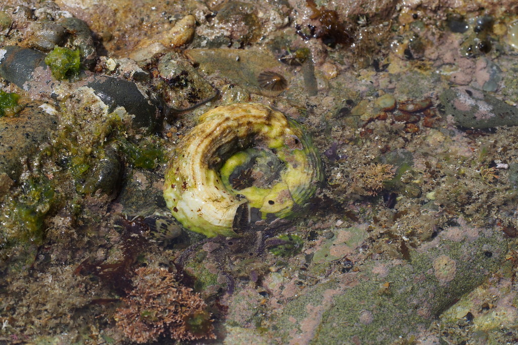 scaly worm shell