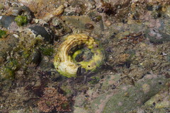 Thylacodes adamsii