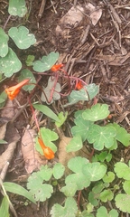 Tropaeolum tuberosum