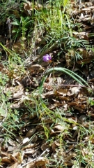 Dipterostemon capitatus capitatus