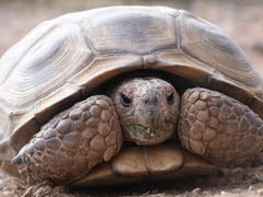 Chelonoidis chilensis
