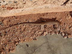Liolaemus gracilis