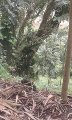 Epidendrum jamiesonis