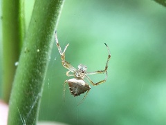 Verrucosa undecimvariolata
