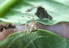 Verrucosa undecimvariolata