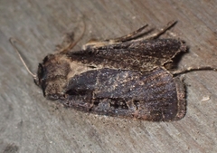 Pseudohermonassa tenuicula