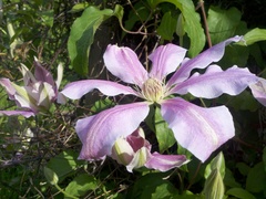 Clematis