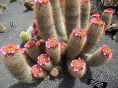 Mammillaria spinosissima