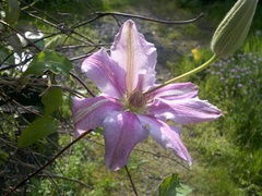 Clematis