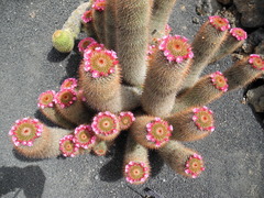 Mammillaria spinosissima