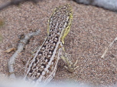 Liolaemus grosseorum