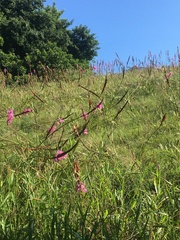 Watsonia densiflora
