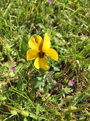 Viola douglasii