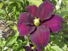 Clematis