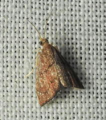 Microcausta flavipunctalis