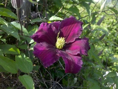 Clematis