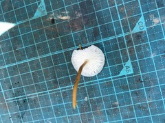 Strobilurus ohshimae